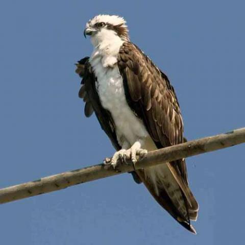 Pandion haliaetus (Osprey) perched