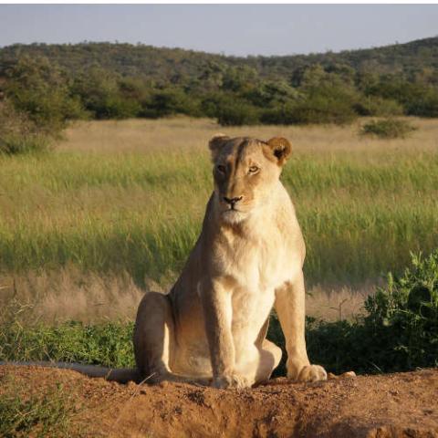 Panthera leo (Lion) female