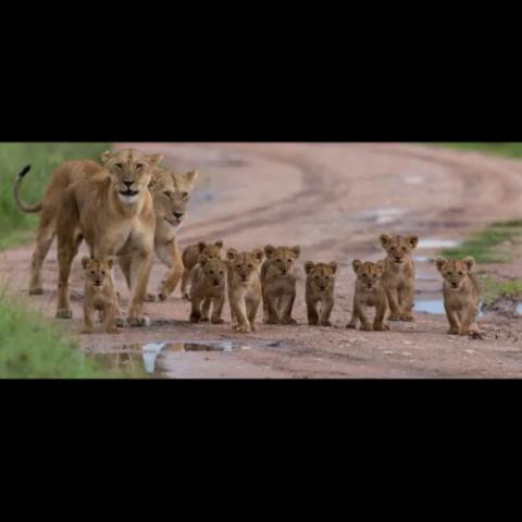 Panthera leo (Lion) family