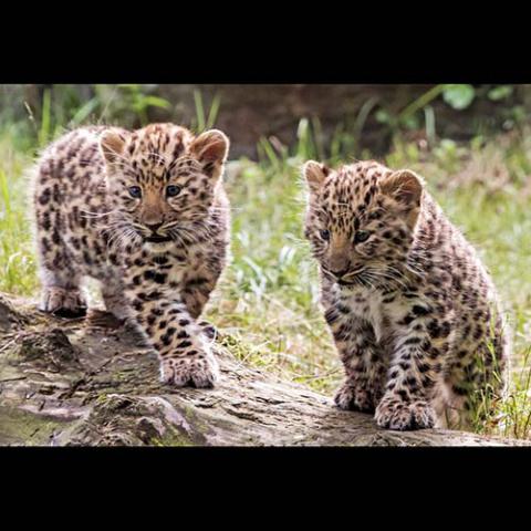 Panthera pardus (Leopard) Cubs