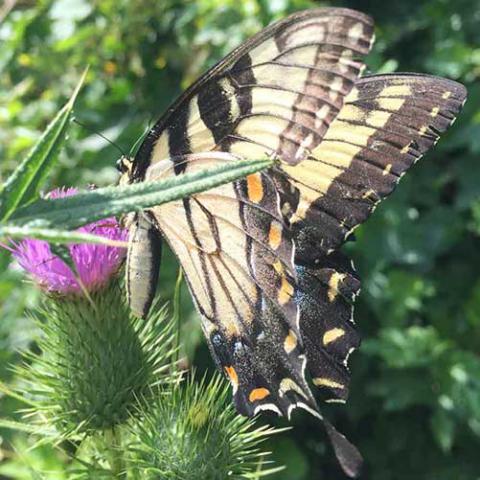 Papilio glaucus (Eastern tiger swallowtail)