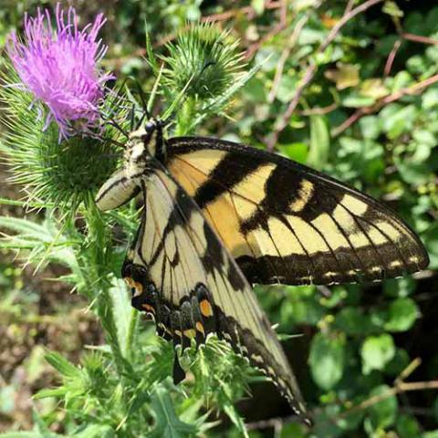 Papilio glaucus (Eastern tiger swallowtail)