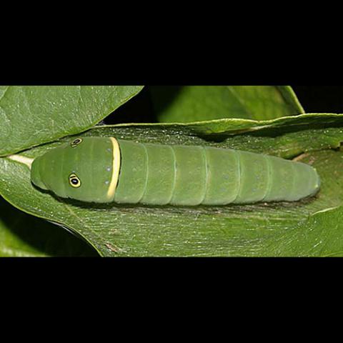 Papilio glaucus (Eastern tiger swallowtail) caterpillar