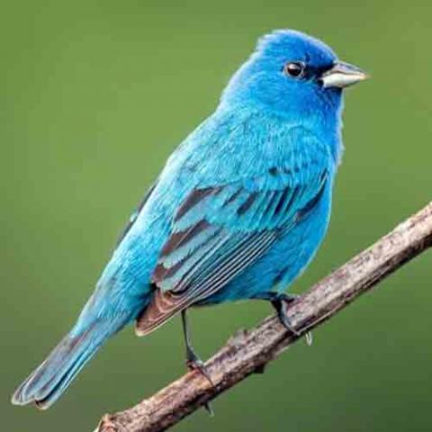 Passerina cyanea (Indigo bunting) breeding male