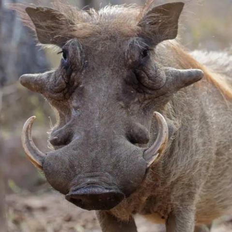 Phacochoerus aethiopicus (Desert warthog)