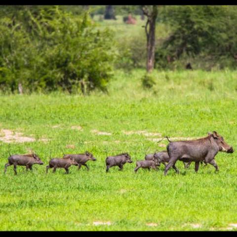 Phacochoerus aethiopicus (Desert warthog) sounder