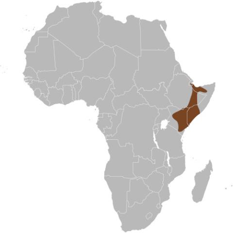 Phacochoerus aethiopicus (Desert warthog) range map