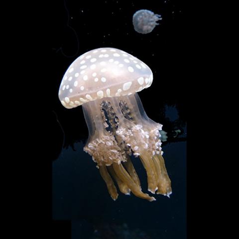 Phyllorhiza punctata (White spotted jellyfish)