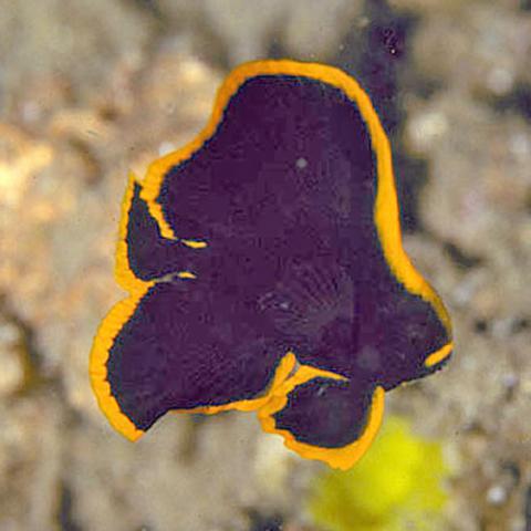 Platax pinnatus (Dusky batfish) juvenile