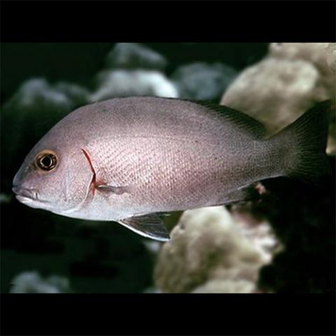 Plectorhinchus schotaf (Somber sweetlips)