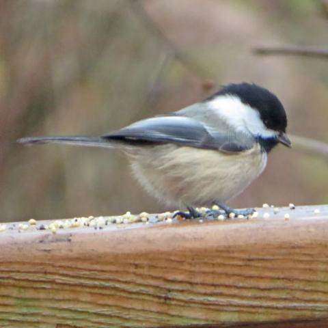 Poecile atricapillus (Black-capped chickadee)