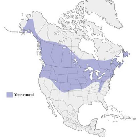 Poecile atricapillus (Black-capped chickadee) range