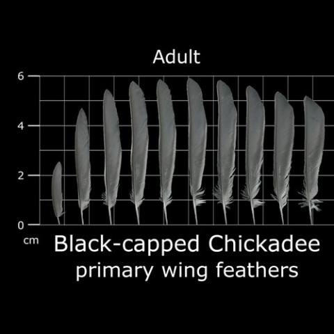 Poecile atricapillus (Black-capped chickadee) primary wing feathers