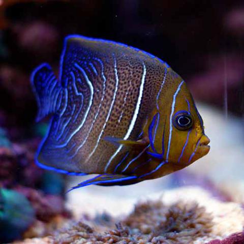 Pomacanthus semicirculatus (Blue angelfish) juvenile