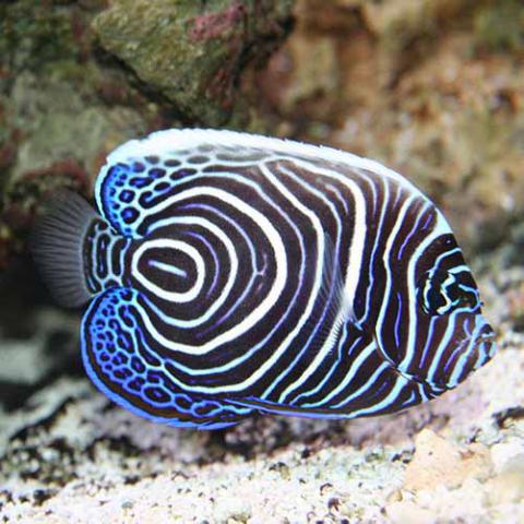 Pomacanthus imperator (Emperor angelfish) juvenile