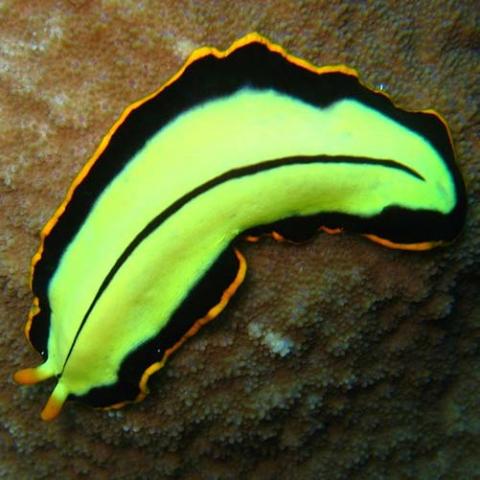 Pseudoceros dimidiatus (Divided flatworm)