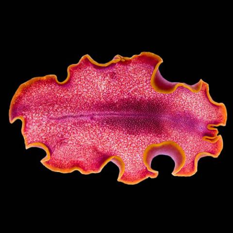 Pseudoceros ferrugineus (Fuchsia flatworm) dorsal view