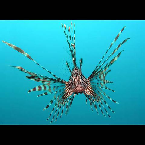 Pterois volitans (Lionfish)