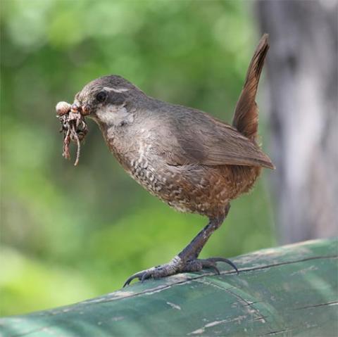 Pteroptochos megapodius (Moustached turca) with a meal