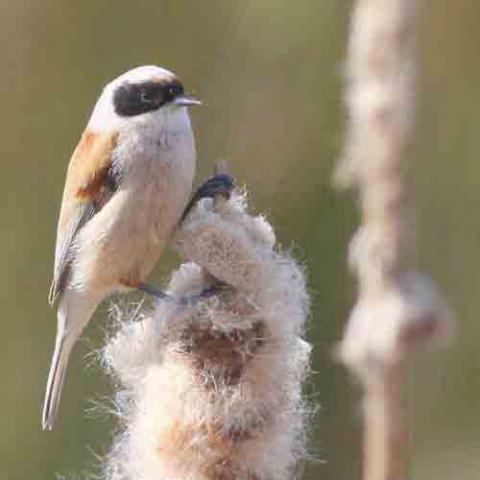 Remiz pendulinus (Eurasian penduline tit) on a Typha latifolia (Common cattail)