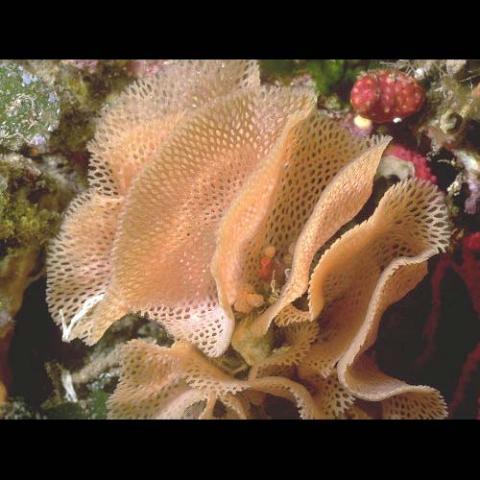 Reteporella beaniana (Neptune's lace)