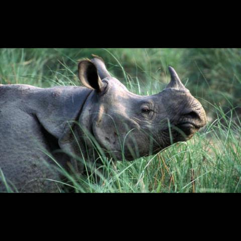 Rhinoceros unicornis (Indian rhinoceros)