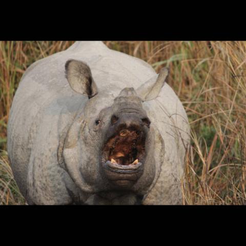 Rhinoceros unicornis (Indian rhinoceros) showing teeth