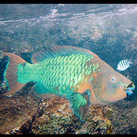 Scarus guacamaia (Rainbow parrotfish)