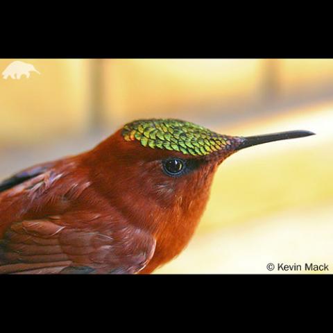 Sephanoides fernandensis (Juan Fernández firecrown) male