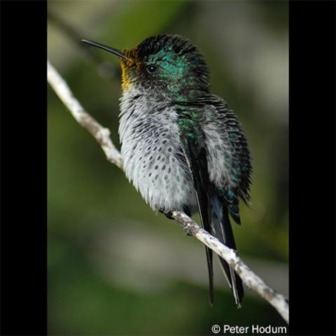 Sephanoides fernandensis (Juan Fernández firecrown) female