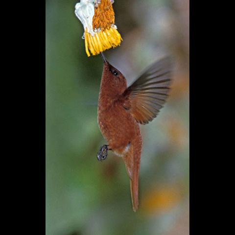 Sephanoides fernandensis (Juan Fernández firecrown) male sipping nectar