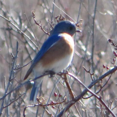 Sialia sialis (Eastern bluebird) male