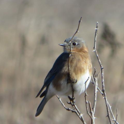 Sialia sialis (Eastern bluebird) female