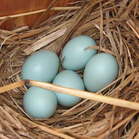 Sialia sialis (Eastern bluebird) eggs in nest