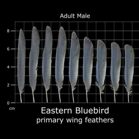 Sialia sialis (Eastern bluebird) primary wing feathers