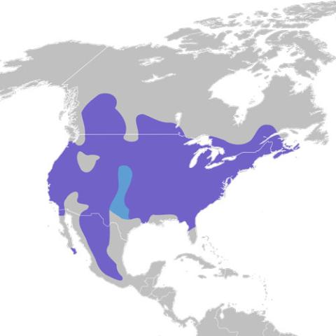 Sitta carolinensis (White-breasted nuthatch) range map