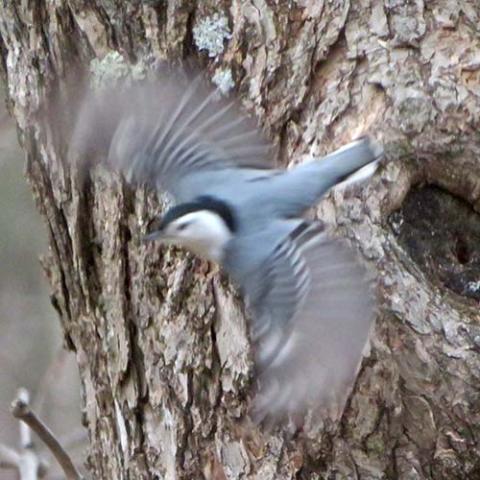 Sitta carolinensis (White-breasted nuthatch)