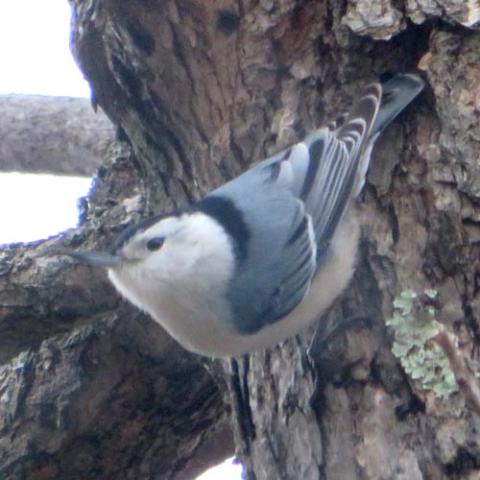 Sitta carolinensis (White-breasted nuthatch)