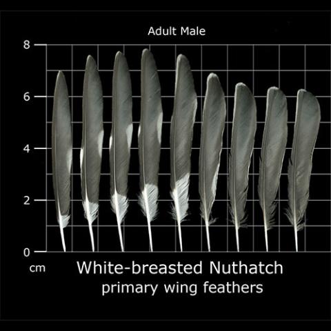 Sitta carolinensis (White-breasted nuthatch) primary feathers