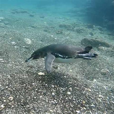 Spheniscus mendiculus (Galápagos penguin) at Bartolome Island