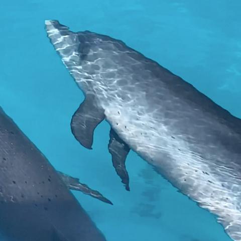 Stenella frontalis (Atlantic spotted dolphin)