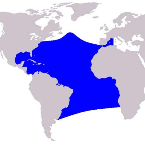 Stenella frontalis (Atlantic spotted dolphin) range map