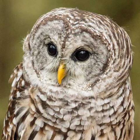 Strix varia (Barred owl) 