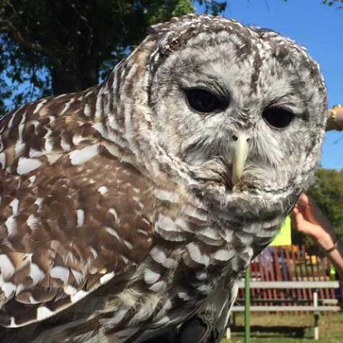 Strix varia (Barred owl) 