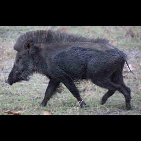 Sus scrofa (Wild boar)