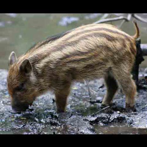 Sus scrofa (Wild boar)