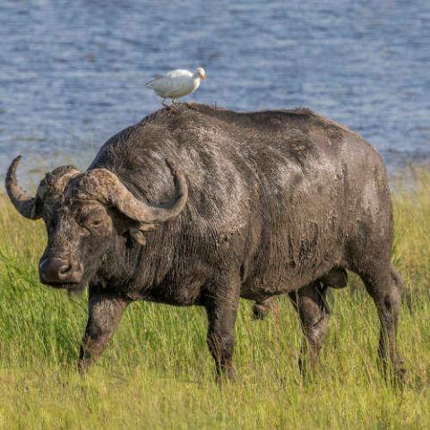 Syncerus caffer (African buffalo) male (with cattle egret)