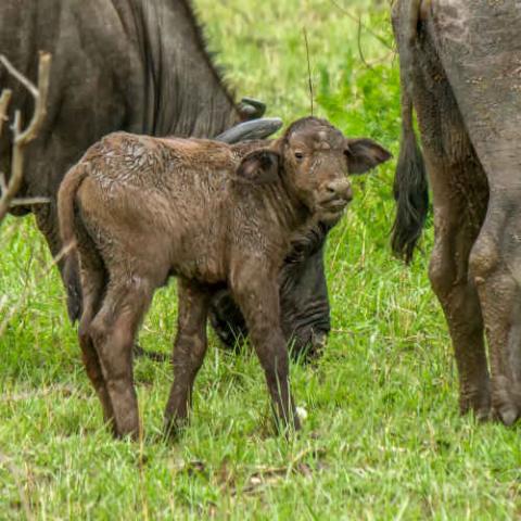 Syncerus caffer (African buffalo) calf