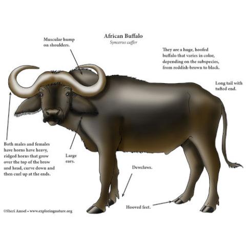 Syncerus caffer (African buffalo) illustration