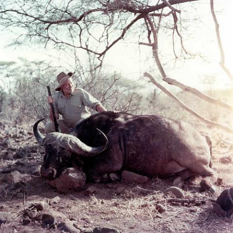 Syncerus caffer (African buffalo) Ernest Hemingway poses with a Cape buffalo he shot in 1953